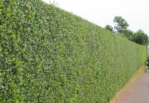 hedge-cutting-maintenance-south-bank